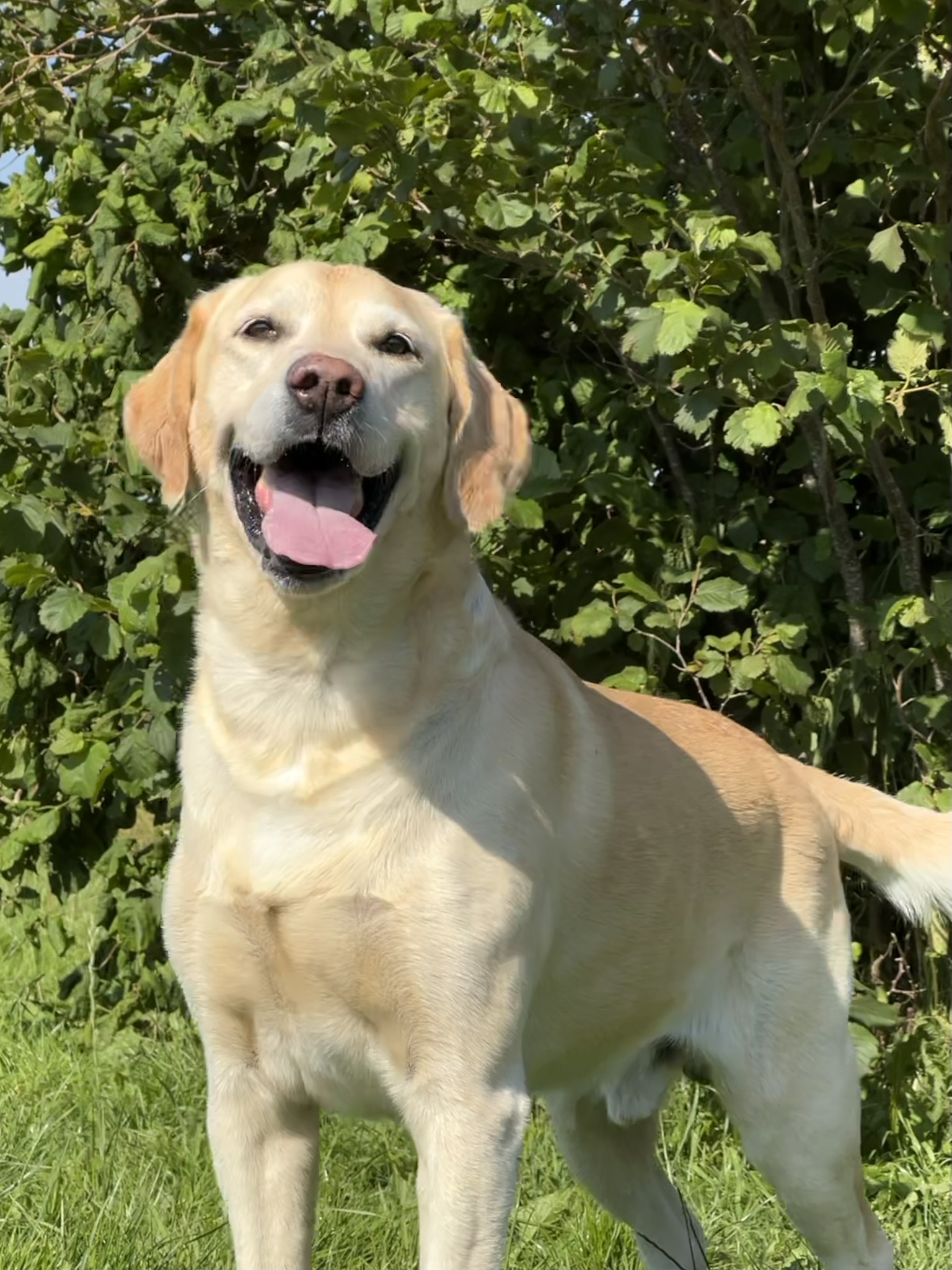 Billede af hunden Marvin